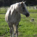 Lexie auf der Weide