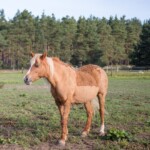 Anastasia auf der Weide