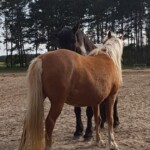 Anabell und Lucka auf der Koppel